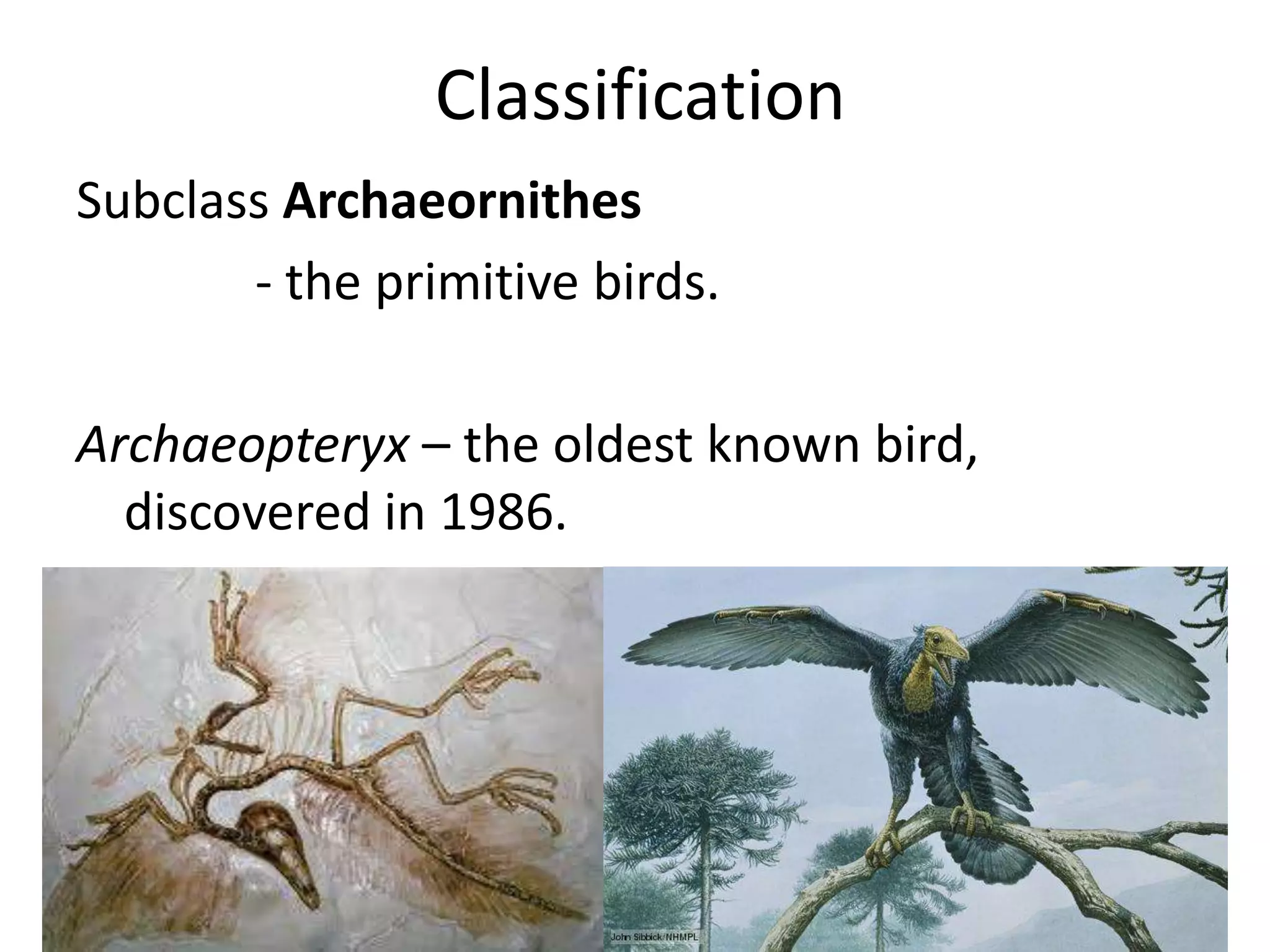Classification
Subclass Archaeornithes
- the primitive birds.
Archaeopteryx – the oldest known bird,
discovered in 1986.
 