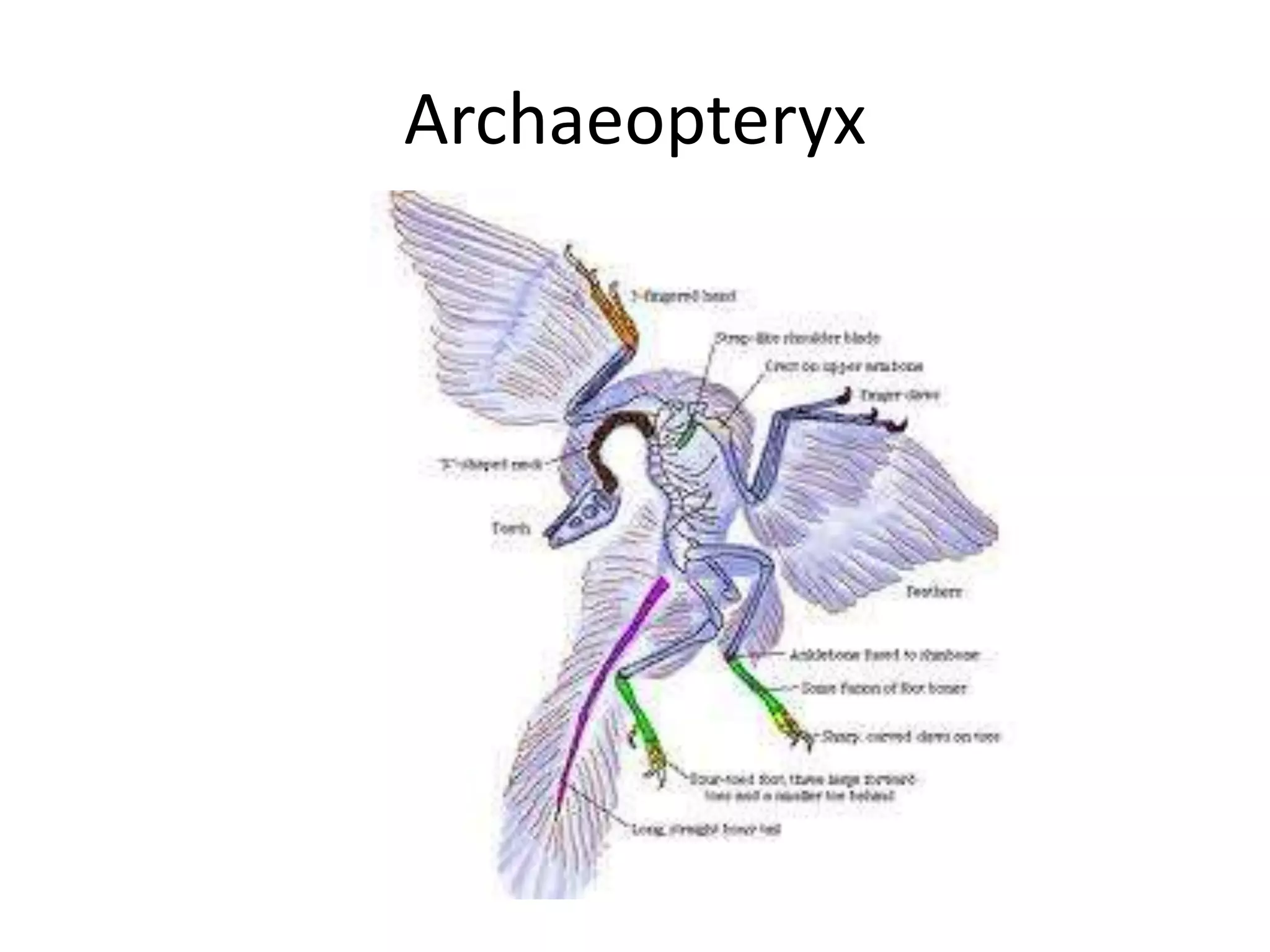 Archaeopteryx
 