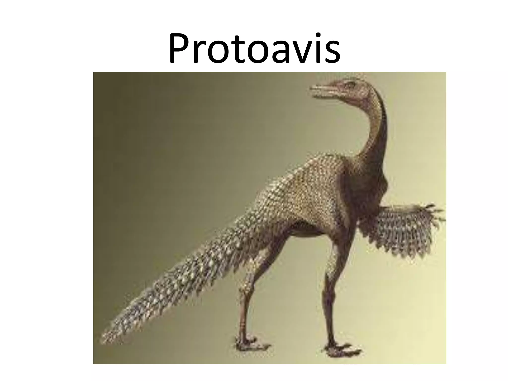 Protoavis
 