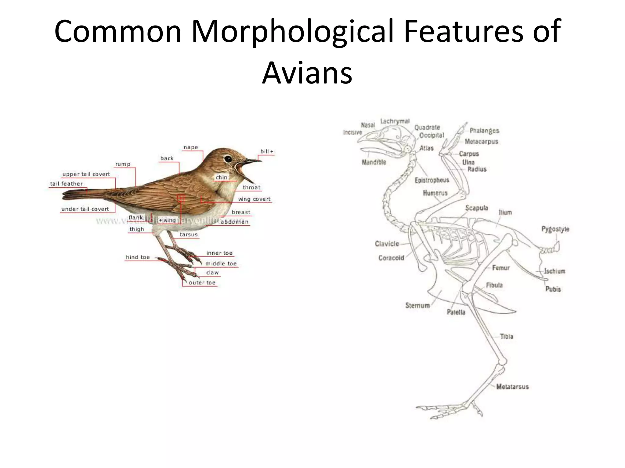 Common Morphological Features of
Avians
 
