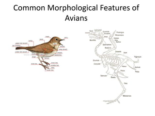 Aves | PPTX