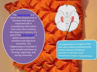 The hippocampus is a
horse-shoe shaped area of
the brain that plays an
important role in
consolidating information
from short-term memory
into long-term memory. It is
part of the limbic system, a
system associated with
emotions and long-term
memories. The
hippocampus is involved in
such complex processes as
forming, organizing, and
storing memories.
 