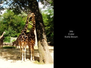 Me
Color
Katie Brown
