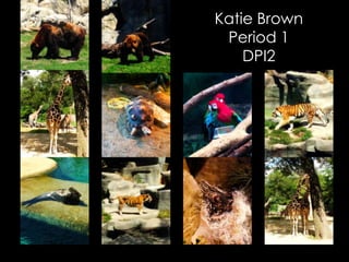Katie Brown
Period 1
DPI2
 