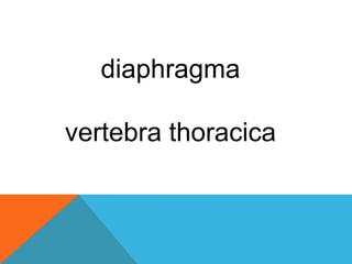 diaphragmа
vertebra thoracica
 