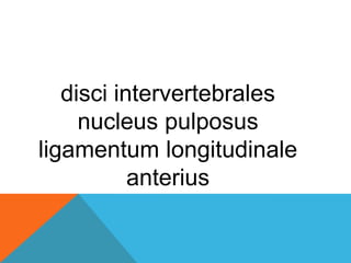 disci intervertebrales
nucleus pulposus
ligamentum longitudinale
anterius
 