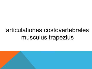 articulationes costovertebrales
musculus trapezius
 