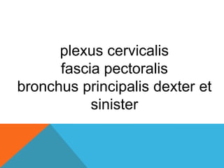 plexus cervicalis
fascia pectoralis
bronchus principalis dexter et
sinister
 