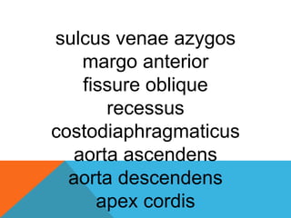 sulcus venae azygos
margo anterior
fissure oblique
recessus
costodiaphragmaticus
aorta ascendens
aorta descendens
apex cordis
 