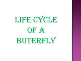 LIFE CYCLE
OF A
BUTERFLY
 