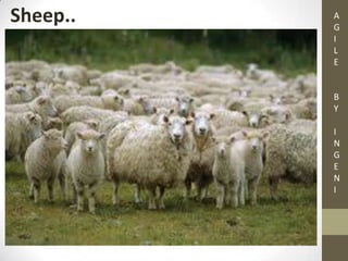 Sheep.. A
G
I
L
E
B
Y
I
N
G
E
N
I
 