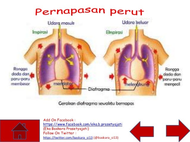 Sistem Pernapasan Pada Manusia