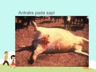 Antraks pada sapi

 