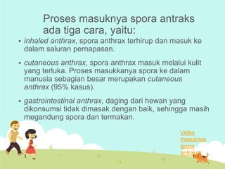 Proses masuknya spora antraks
ada tiga cara, yaitu:


inhaled anthrax, spora anthrax terhirup dan masuk ke
dalam saluran pernapasan.



cutaneous anthrax, spora anthrax masuk melalui kulit
yang terluka. Proses masukkanya spora ke dalam
manusia sebagian besar merupakan cutaneous
anthrax (95% kasus).



gastrointestinal anthrax, daging dari hewan yang
dikonsumsi tidak dimasak dengan baik, sehingga masih
megandung spora dan termakan.
Video
masuknya
spora
antraks

 