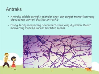 Antraks


Antraks adalah penyakit menular akut dan sangat mematikan yang
disebabkan bakteri Bacillus antrachis



Paling sering menyerang hewan herbivora yang dijinakan. Dapat
menyerang manusia karena bersifat zoonik

 