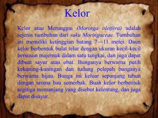 Kelor
Kelor atau Merunggai (Moringa oleifera) adalah
sejenis tumbuhan dari suku Moringaceae. Tumbuhan
ini memiliki ketinggian batang 7—11 meter. Daun
kelor berbentuk bulat telur dengan ukuran kecil-kecil
bersusun majemuk dalam satu tangkai, dan juga dapat
dibuat sayur atau obat. Bunganya berwarna putih
kekuning-kuningan dan tudung pelepah bunganya
berwarna hijau. Bunga ini keluar sepanjang tahun
dengan aroma bau semerbak. Buah kelor berbentuk
segitiga memanjang yang disebut kelentang, dan juga
dapat disayur.

 