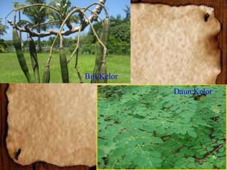 Biji Kelor
Daun Kelor

 