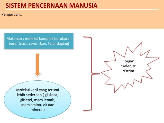 sistem pencernaan ppt