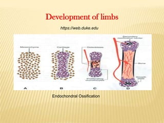 Development of limbs
https://web.duke.edu

Endochondral Ossification

 