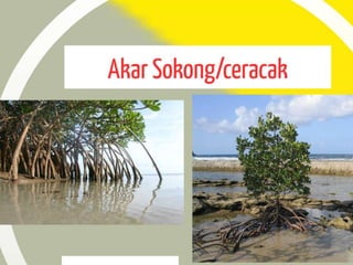 Pergerakan Tumbuhan dan Sistem Sokongan Tumbuhan
