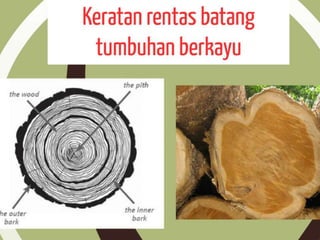 Pergerakan Tumbuhan dan Sistem Sokongan Tumbuhan