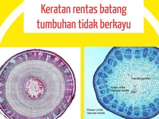 Pergerakan Tumbuhan dan Sistem Sokongan Tumbuhan