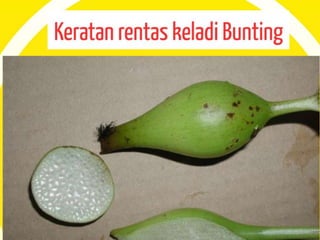 Pergerakan Tumbuhan dan Sistem Sokongan Tumbuhan