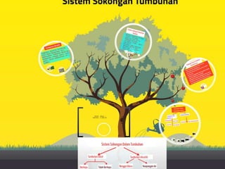 Pergerakan Tumbuhan dan Sistem Sokongan Tumbuhan