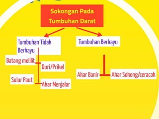 Pergerakan Tumbuhan dan Sistem Sokongan Tumbuhan
