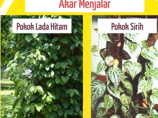 Pergerakan Tumbuhan dan Sistem Sokongan Tumbuhan