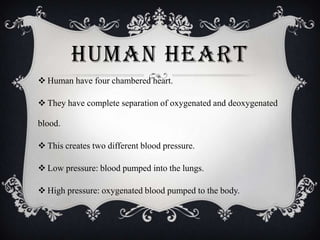 HUMAN HEART
 Human have four chambered heart.
 They have complete separation of oxygenated and deoxygenated
blood.

 This creates two different blood pressure.
 Low pressure: blood pumped into the lungs.
 High pressure: oxygenated blood pumped to the body.

 