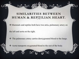 SIMILARITIES BETWEEN
H U M A N & R E P T I L I A N H E A RT.
 Mammals and reptiles both have two atria, pulmonary artery on
the left and aorta on the right.
 The pulmonary artery carries deoxygenated blood to the lungs.
 Aorta transports oxygenated blood to the rest of the body.

 