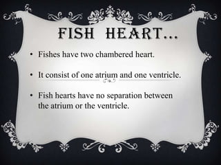 FISH HEART...
• Fishes have two chambered heart.
• It consist of one atrium and one ventricle.

• Fish hearts have no separation between
the atrium or the ventricle.

 