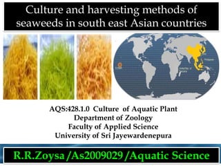 Culture and harvesting methods of
seaweeds in south east Asian countries

AQS:428.1.0 Culture of Aquatic Plant
Department of Zoology
Faculty of Applied Science
University of Sri Jayewardenepura

R.R.Zoysa /As2009029 /Aquatic Science

 