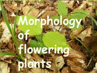 Morphology
of
flowering
plants

 