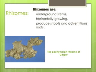Rhizomes:

Rhizomes are:
underground stems.
horizontally-growing.
produce shoots and adventitious
roots.

The pachymorph rhizome of
Ginger

 
