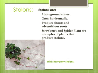 Stolons:

Stolons are:
Aboveground stems.
Grow horizontally.
Produce shoots and
adventitious roots.
Strawberry and Spider Plant are
examples of plants that
produce stolons.

Wild strawberry stolons.

 