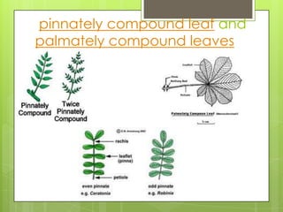 pinnately compound leaf and
palmately compound leaves

 