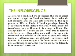 THE INFLORESCENCE
A flower is a modified shoot wherein the shoot apical
meristem changes to floral meristem. Internodes do
not elongate and the axis gets condensed. The apex
produces different kinds of floral appendages laterally
at successive nodes instead of leaves. When a shoot tip
transforms into a flower, it is always solitary. The
arrangement of flowers on the floral axis is termed
as inflorescence. Depending on whether the apex gets
converted into a flower or continues to grow, two major
types of inflorescences are defined – racemose and
cymose. In racemose type of inflorescences the main
axis continues to grow, the flowers are borne laterally
in an acropetal succession.

 