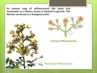 In cymose type of inflorescence the main axis
terminates in a flower, hence is limited in growth. The
flowers are borne in a basipetal order.

Cymose Inflorescence

Racemose Inflorescence

 