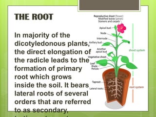 THE ROOT
In majority of the
dicotyledonous plants,
the direct elongation of
the radicle leads to the
formation of primary
root which grows
inside the soil. It bears
lateral roots of several
orders that are referred
to as secondary,

 