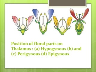 Position of floral parts on
Thalamus : (a) Hypogynous (b) and
(c) Perigynous (d) Epigynous

 