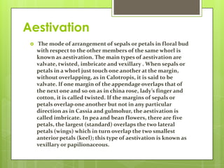 Aestivation


The mode of arrangement of sepals or petals in floral bud
with respect to the other members of the same whorl is
known as aestivation. The main types of aestivation are
valvate, twisted, imbricate and vexillary . When sepals or
petals in a whorl just touch one another at the margin,
without overlapping, as in Calotropis, it is said to be
valvate. If one margin of the appendage overlaps that of
the next one and so on as in china rose, lady’s finger and
cotton, it is called twisted. If the margins of sepals or
petals overlap one another but not in any particular
direction as in Cassia and gulmohur, the aestivation is
called imbricate. In pea and bean flowers, there are five
petals, the largest (standard) overlaps the two lateral
petals (wings) which in turn overlap the two smallest
anterior petals (keel); this type of aestivation is known as
vexillary or papilionaceous.

 