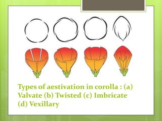 Types of aestivation in corolla : (a)
Valvate (b) Twisted (c) Imbricate
(d) Vexillary

 