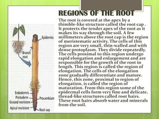 REGIONS OF THE ROOT
The root is covered at the apex by a
thimble-like structure called the root cap .
It protects the tender apex of the root as it
makes its way through the soil. A few
millimeters above the root cap is the region
of meristematic activity. The cells of this
region are very small, thin-walled and with
dense protoplasm. They divide repeatedly.
The cells proximal to this region undergo
rapid elongation and enlargement and are
responsible for the growth of the root in
length. This region is called the region of
elongation. The cells of the elongation
zone gradually differentiate and mature.
Hence, this zone, proximal to region of
elongation, is called the region of
maturation. From this region some of the
epidermal cells form very fine and delicate,
thread-like structures called root hairs.
These root hairs absorb water and minerals
from the soil.

 