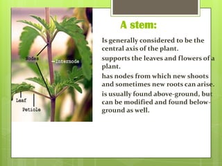 A stem:
Is generally considered to be the
central axis of the plant.
supports the leaves and flowers of a
plant.
has nodes from which new shoots
and sometimes new roots can arise.
is usually found above-ground, but
can be modified and found belowground as well.

 
