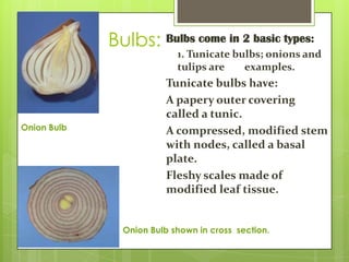 Bulbs: Bulbs come in 2 basic types:

1. Tunicate bulbs; onions and
tulips are
examples.

Onion Bulb

Tunicate bulbs have:
A papery outer covering
called a tunic.
A compressed, modified stem
with nodes, called a basal
plate.
Fleshy scales made of
modified leaf tissue.
Onion Bulb shown in cross section.

 