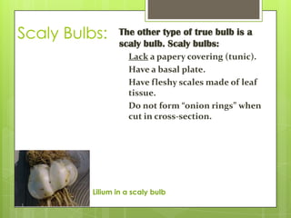Scaly Bulbs:

The other type of true bulb is a
scaly bulb. Scaly bulbs:
Lack a papery covering (tunic).
Have a basal plate.
Have fleshy scales made of leaf
tissue.
Do not form “onion rings” when
cut in cross-section.

Lilium in a scaly bulb

 
