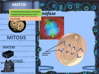 MATERI
2. Kromosom anakan bergerak
1.Kromatid bersaudara memisah
menuju ujung kromosom utuh
menjadi satu sel yang
berlawanan saat mikrotubulus
memendek.

Anafase

MITOSIS
MATERI
KROMOSOM
ANAKAN

 