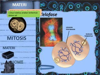 MATERI
2.Selaput kurang
3.Kromosomnukleus dan nukleolus
1.Dua nukelus anakan terbentuk
terbentuk kembali
terkondensasi, terjadi sitokinesis
dalam sel

Telofase
LEKUKAN
PENYIBAKAN

MITOSIS
MATERI

NUKLEUS
TERBENTUK

 